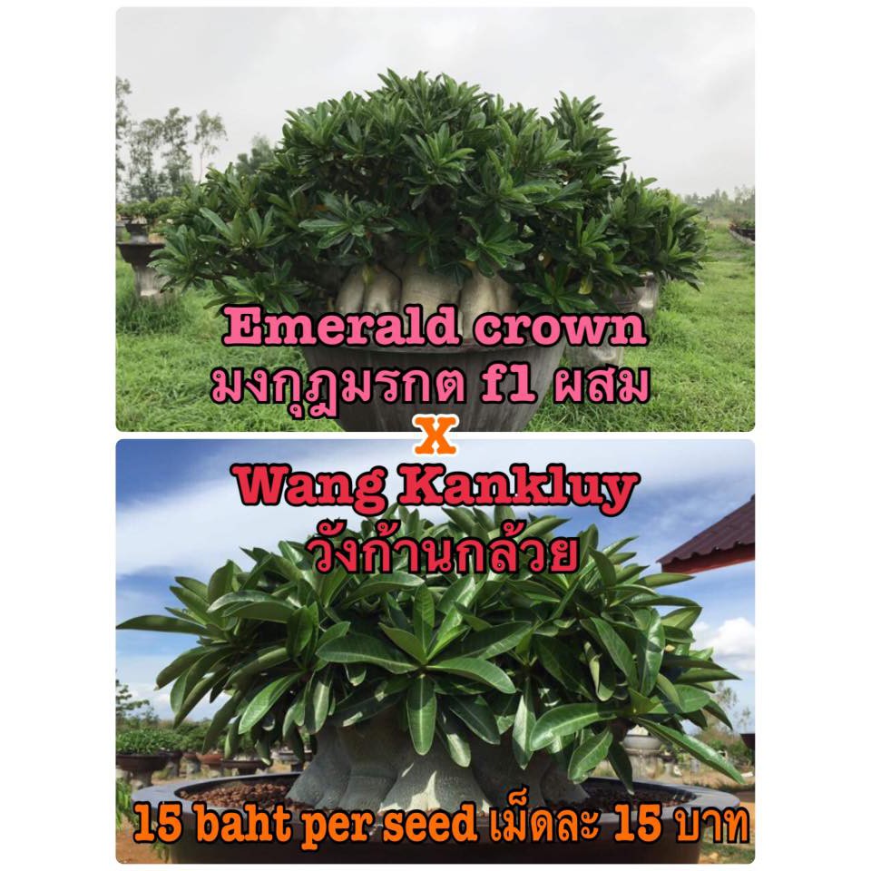 Benih Biji Adenium Emerald Crown X Wang Kankluy Import Thailand
