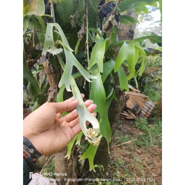 TANAMAN HIAS KADAKA UNCAL