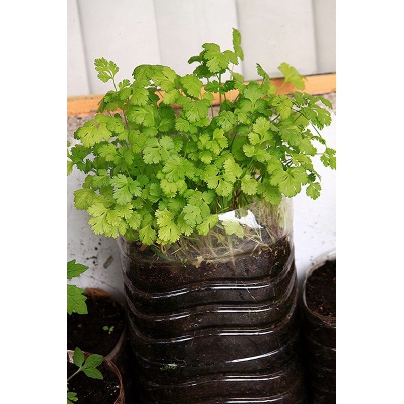 [BENIH UNGGUL] Benih/Bibit/Biji/Seed Daun Ketumbar | Coriander | Cilantro-4