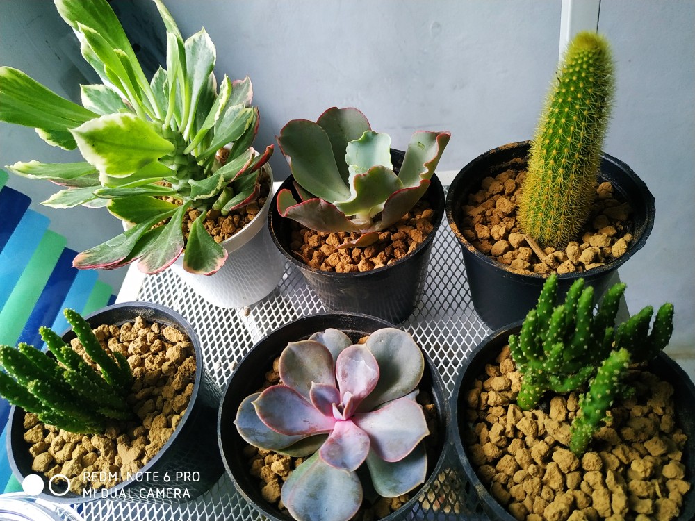 Sukulen Dan Kaktus Mini (echeveria ‘crinoline Ruffles’)