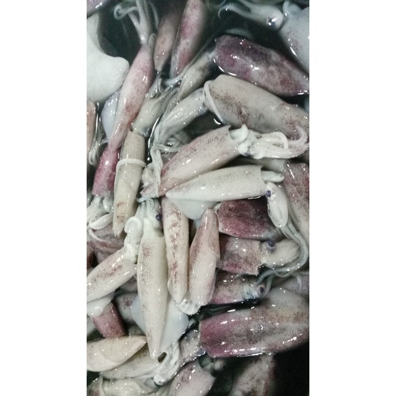 

Baby Cumi fresh 500gr