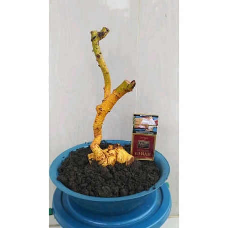 Bahan bonsai serut mame karakter unik paket isi 4 + bonus 1