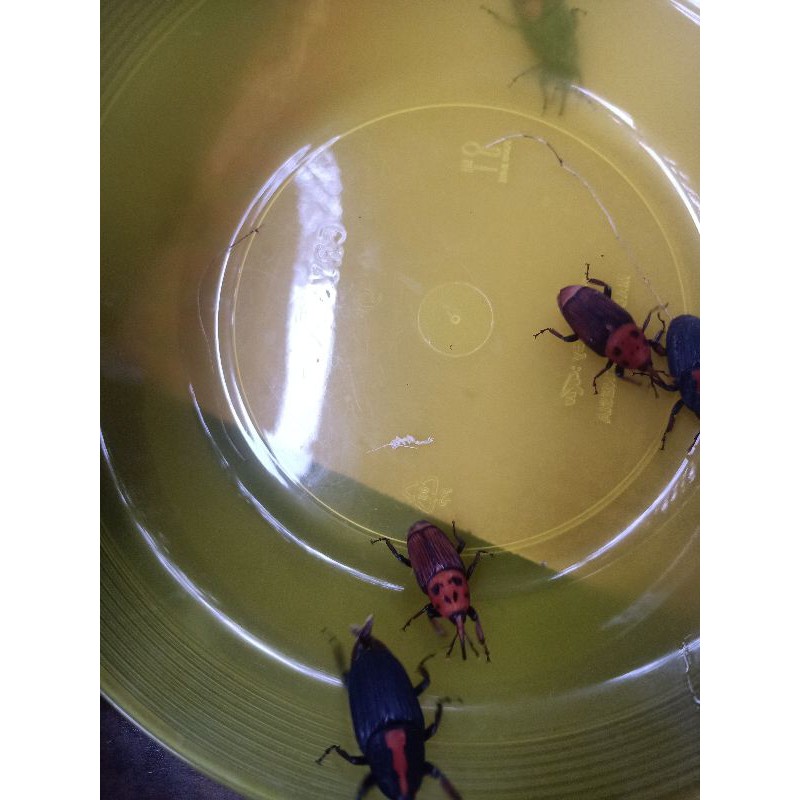 kumbang ulat sagu unik mainan anak anak