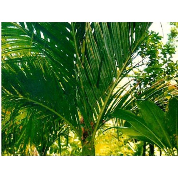 

Daun Pinang Segar 800 gram - GRATIS akar pinang