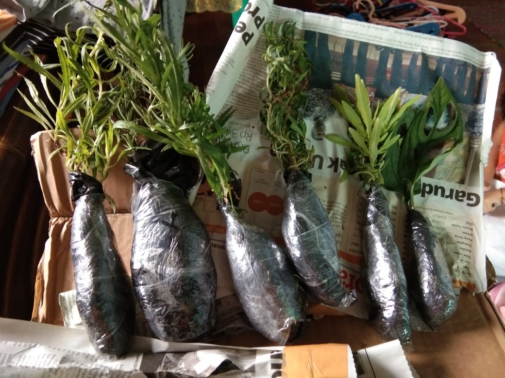 Tanaman Hias Zodia - Tanaman Anti Nyamuk