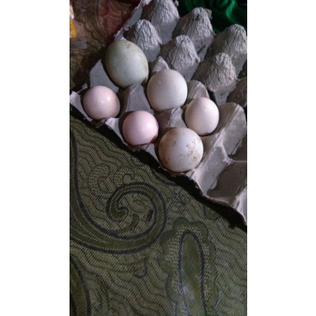

telur itik pertil