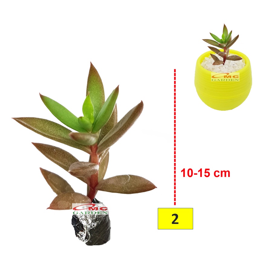 Tanaman Hias Sukulen Sekulen Mini Succulent Kaktus 2130