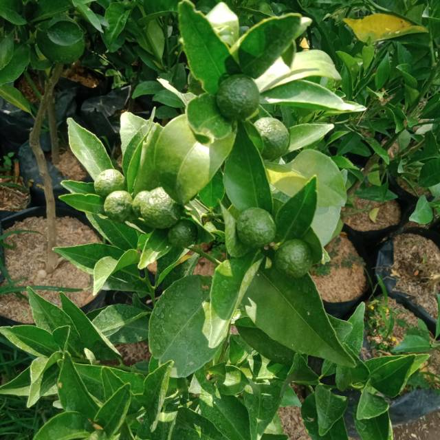 

Jeruk Siam madu sudah berbuah