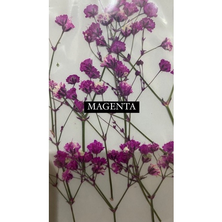 Pressed gypsophila dried flower bunga kering preserved epoxy resin