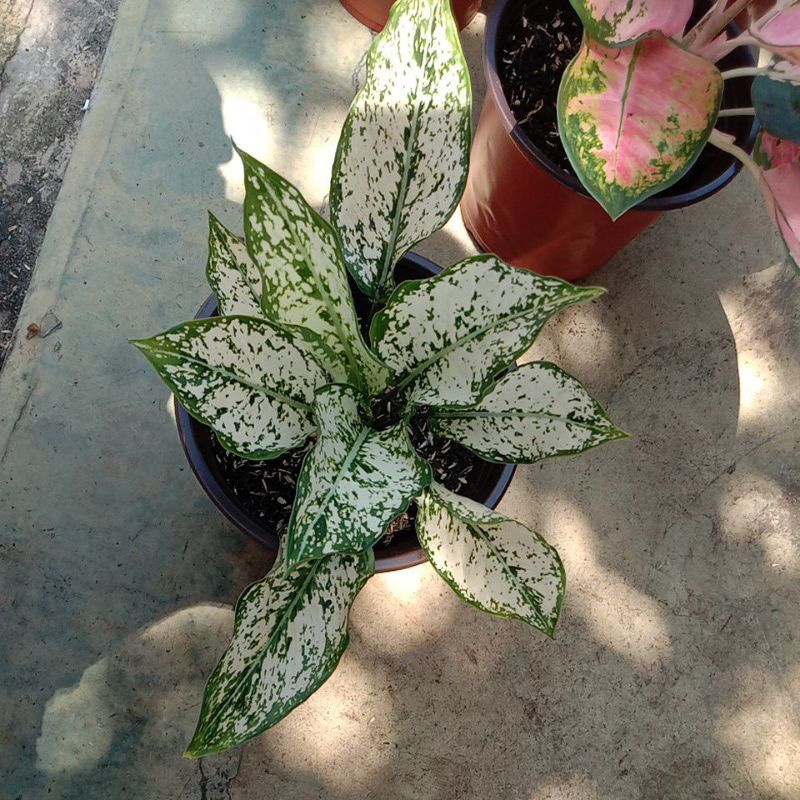 Aglonema  Siam Paragon