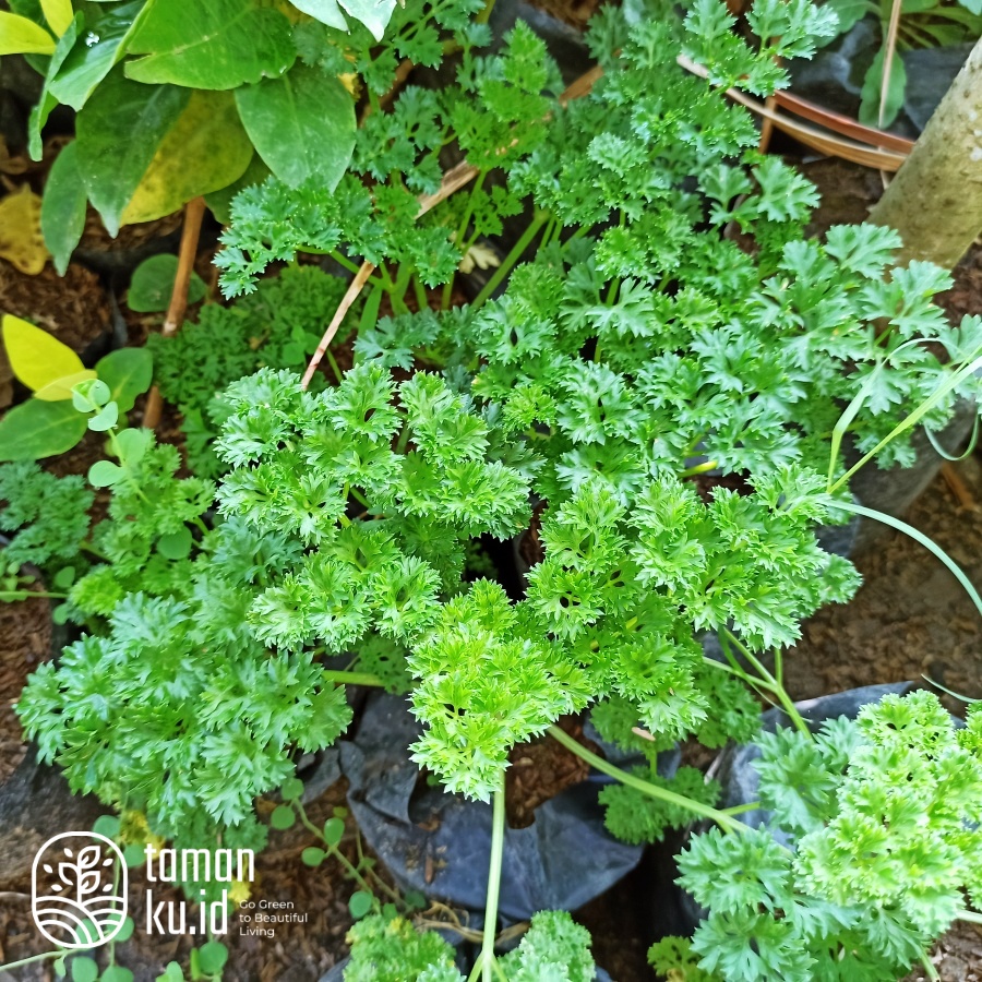 Bibit Tanaman Peterseli / Parsley Bumbu Dapur Tanaman Hidup