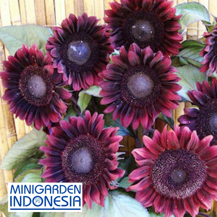 sunflower super violet red F1 import UK bibit tanaman bunga matahari