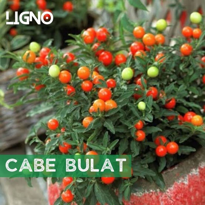 ID BENIH CABE BULAT - BIJI BIBIT CABAI HIAS
