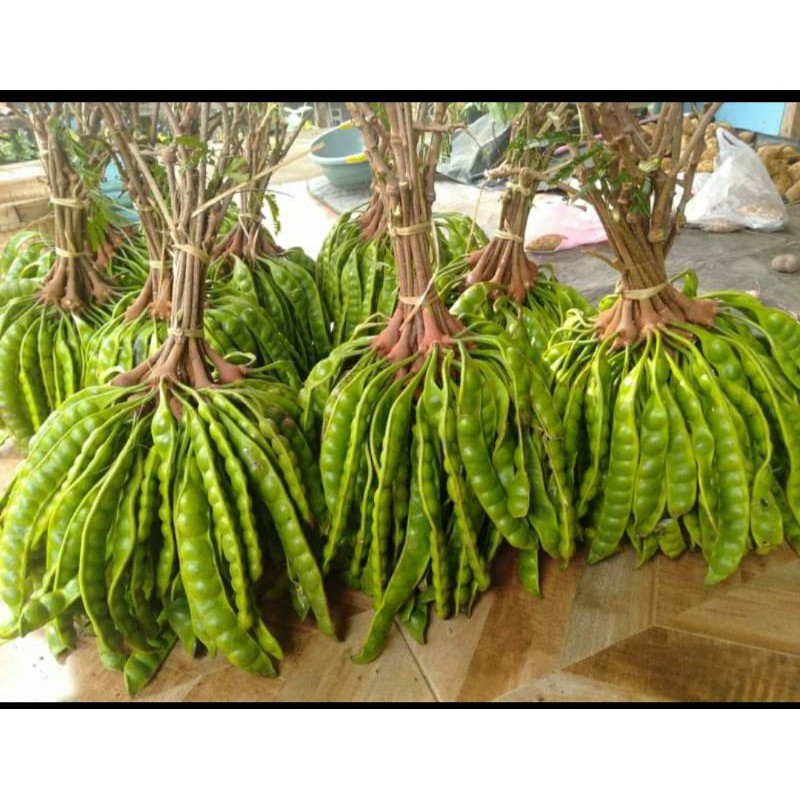 

PETAI/PETE JAWA SEGAR HARGA PROMO....... 1 PAPAN