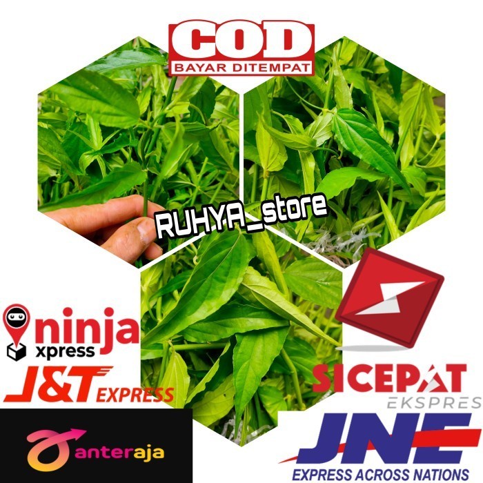 

Ready Daun Belalai gajah 250gr- Daun Kalingsir Herbal kanker