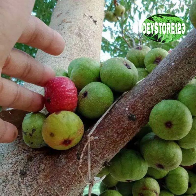 

Buah Loa\Buah Ara 500 grm