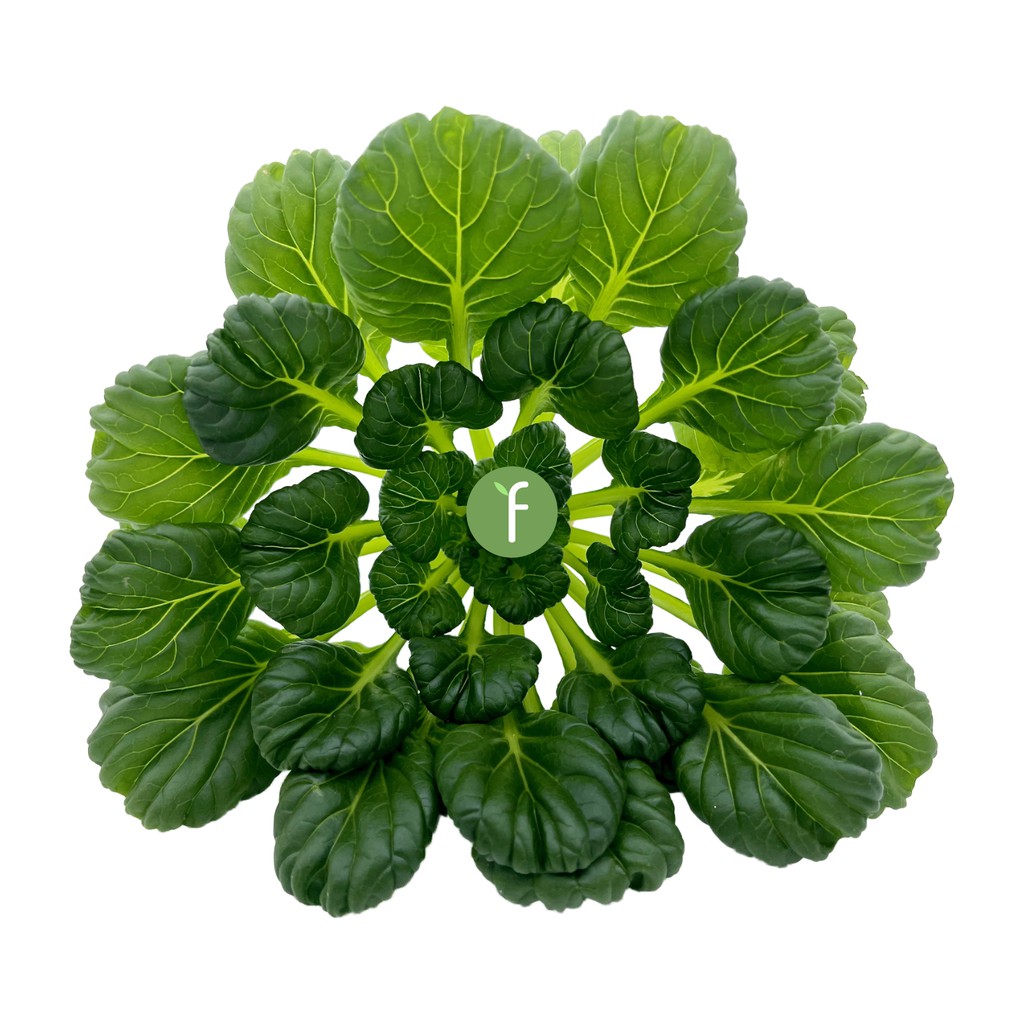 

Sayur Sawi Pagoda Hidroponik | Fresh Hydroponic Tatsoi