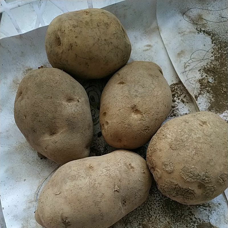 

KENTANG DIENG SEGAR 1KG