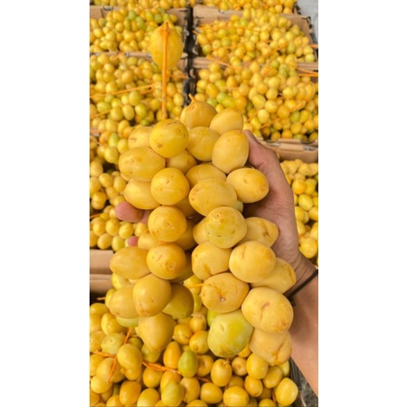 

KURMA MUDA BARHEE FRESH PROMIL KUNING KEMUNING