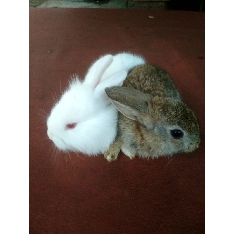 Kelinci Lokal Murah