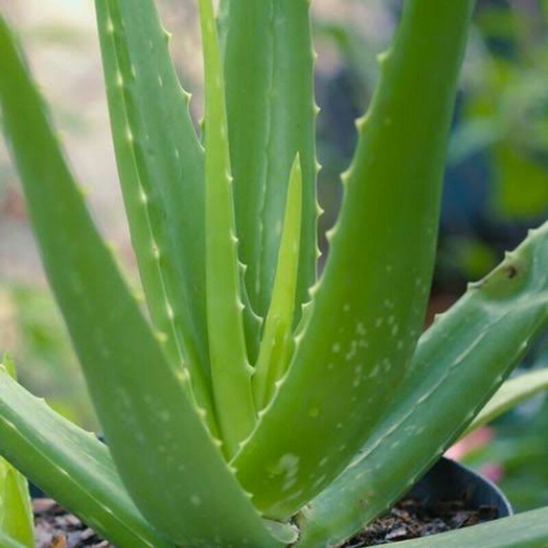 Tanaman Lidah Buaya organik / Organic aloevera