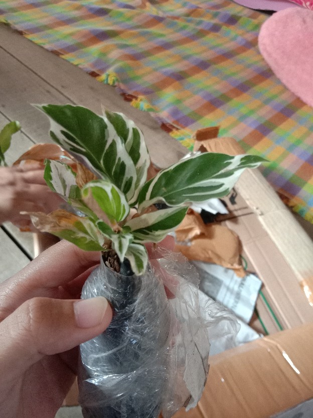 Tanaman Hias Chalatea Tisu White Fision