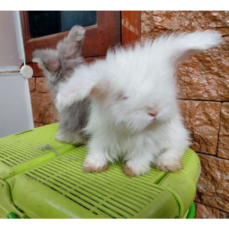 Kelinci Hias English Anggora junior