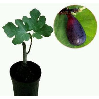 Bibit buah tin abicou tanaman buah tin