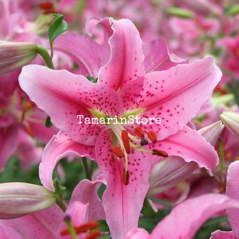 Biji / Benih Bunga Lily Langka Warna Pink - Biji Impor