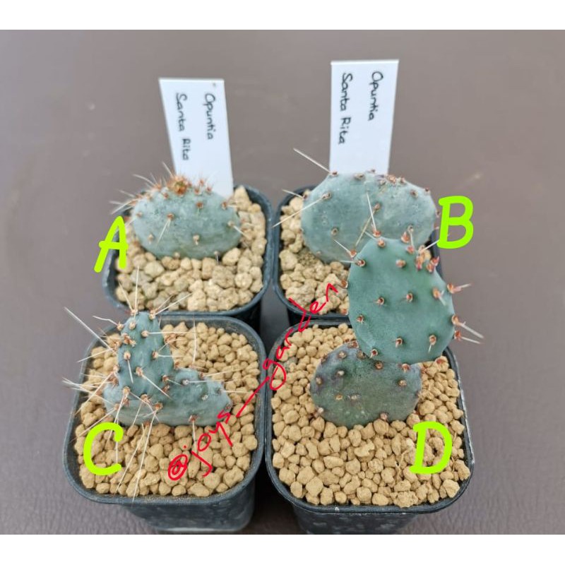 Tanaman Kaktus : Opuntia Santa Rita