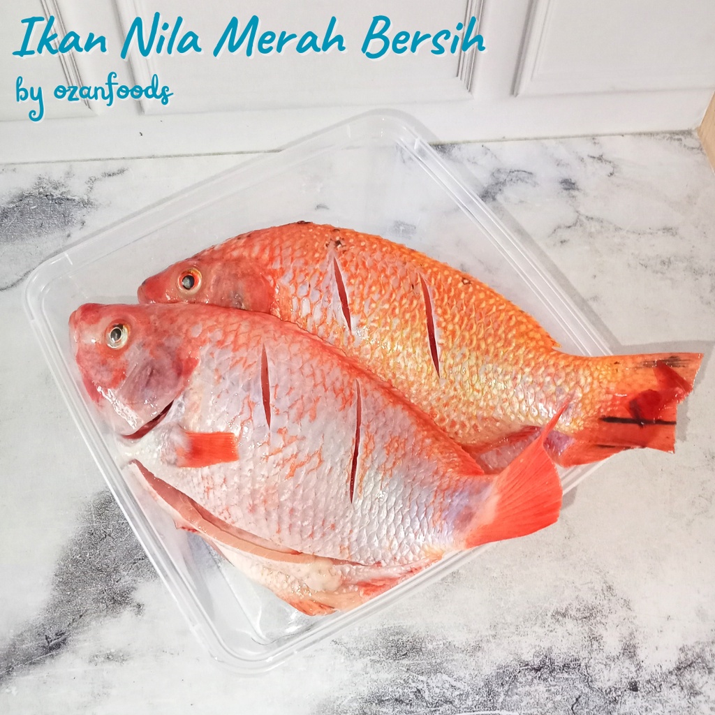 

Ikan Nila Merah 1 kg