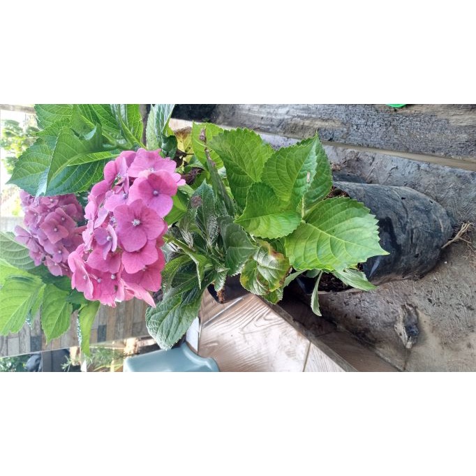 Bibit Tanaman Hias Bunga Hortensia  Pancawarna Tanaman Hydrangea (Dewasa) -Bibit Bunga Bokor Kondisi Berbunga