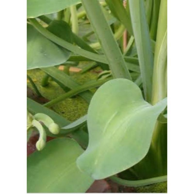 

sayur genjer fresh mantap