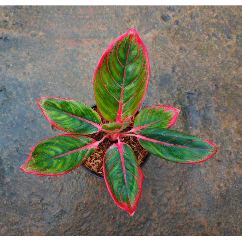 Aglaonema Khanza