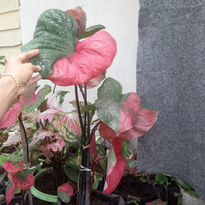 keladi baret indukan