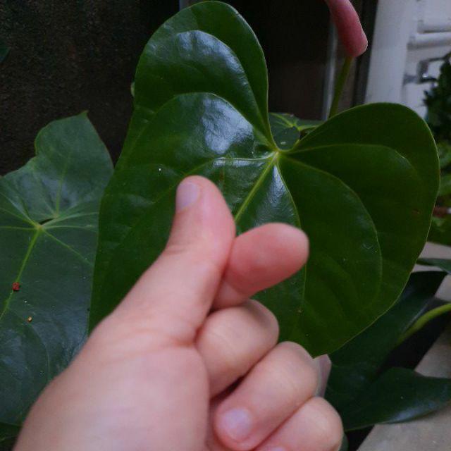 Masker Kain Katun 100% Motif Shabby_ Ready Karet Hijab Dan Non Hijab