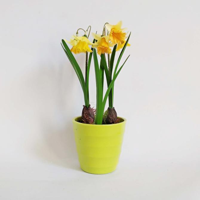 Buruan Beli] Pot Tanaman Bunga Plastik Unik - Kuning