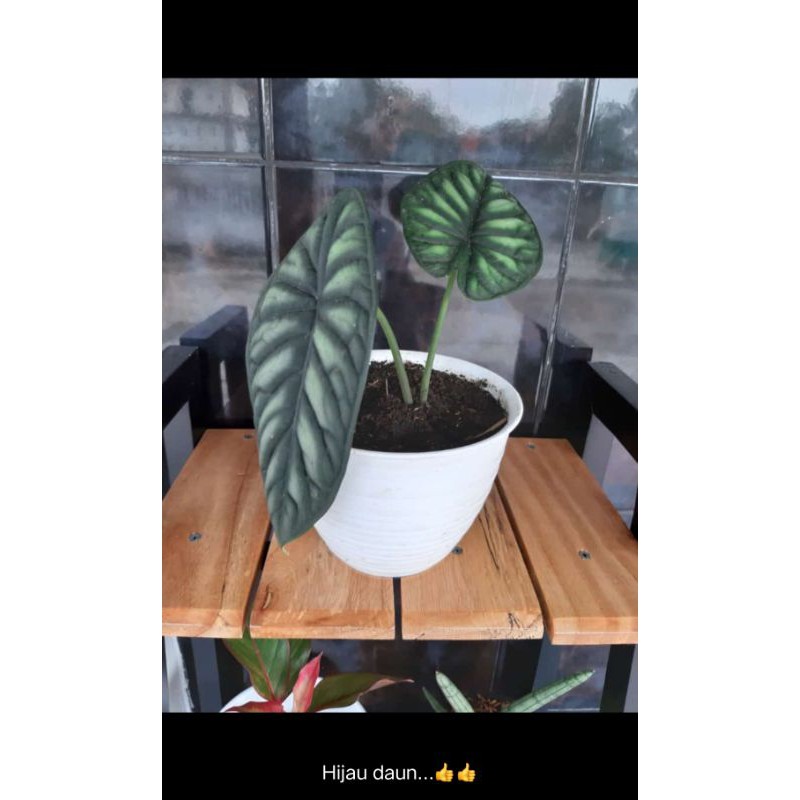 Bunga Alocasia dragon scale keladi kalimantan