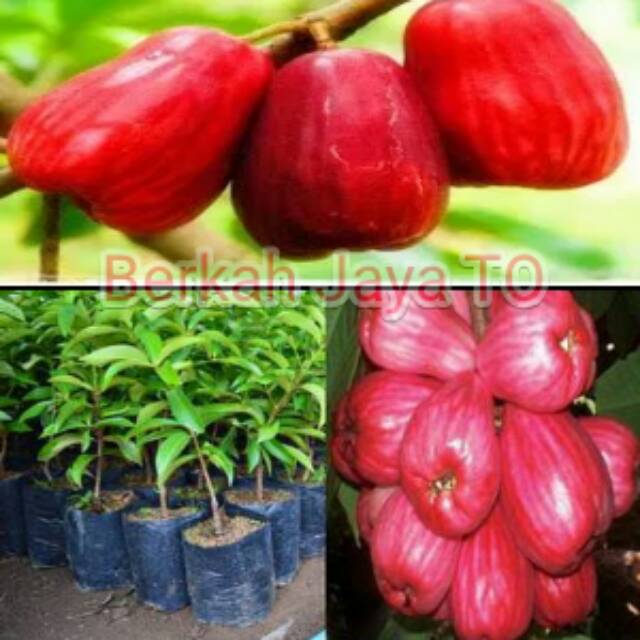 Bibit jambu air merah
