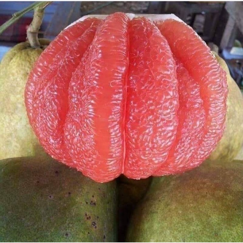 

jeruk Bali merah [1pcs]