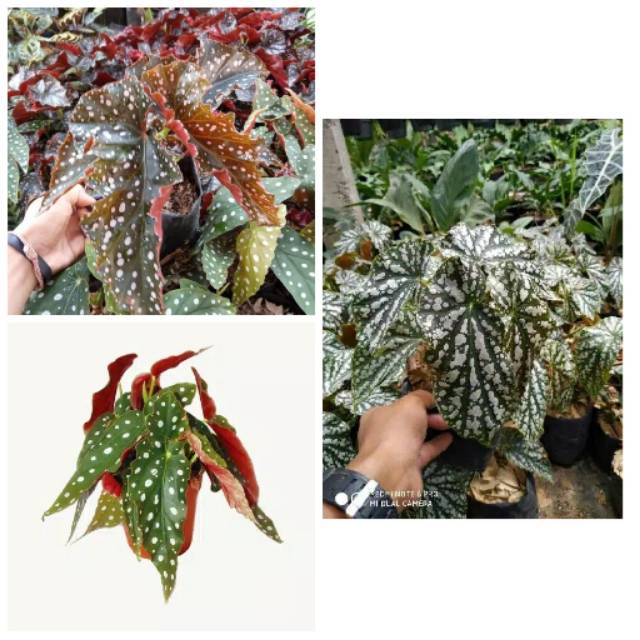 Paket 3 Tanaman Hias Begonia