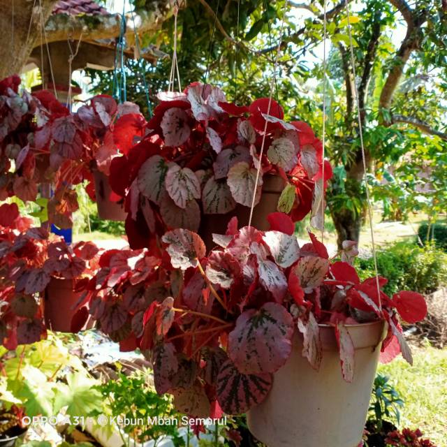 Bibit Begonia (Bunga Gantung)