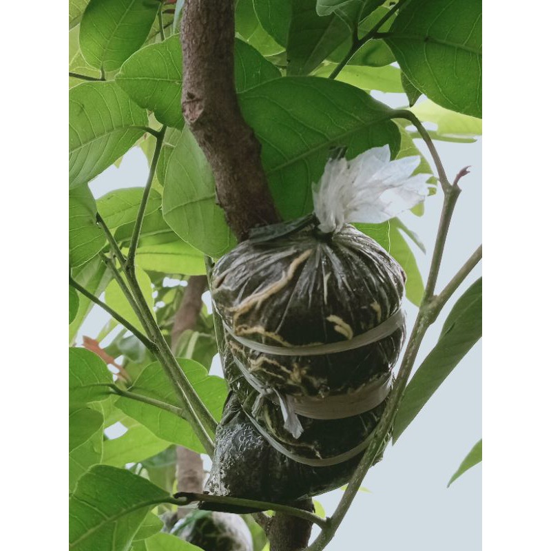 Bibit fresh cangkok kelengkeng matalada