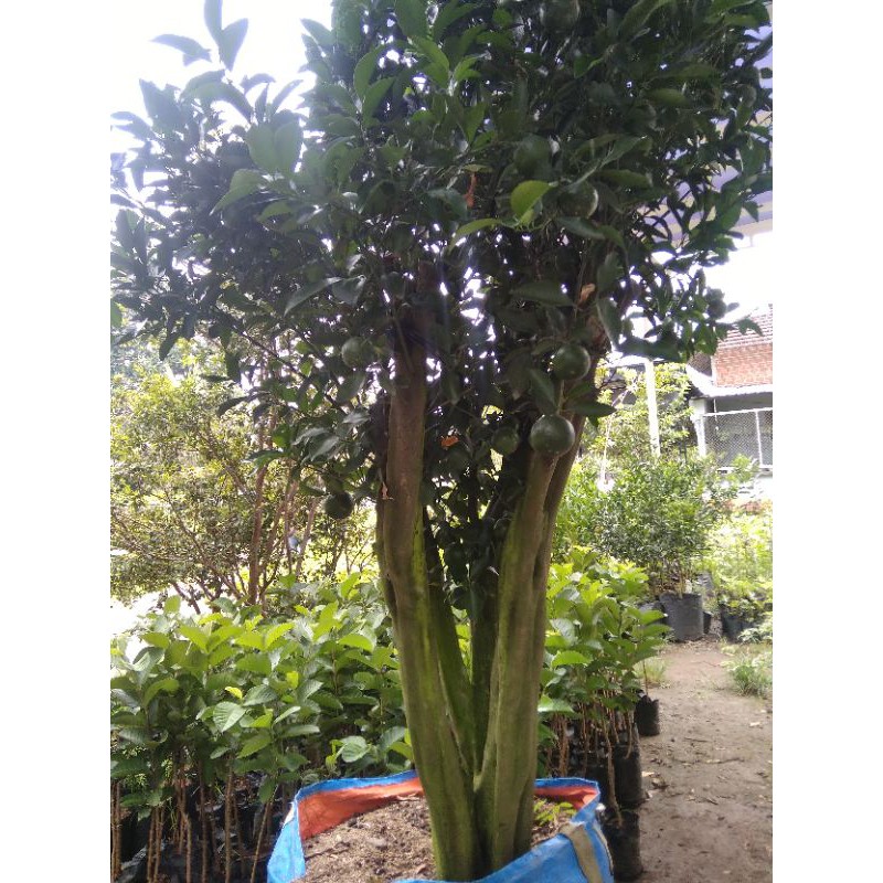

jeruk satang madu berbuwah tinggi 1 meter up