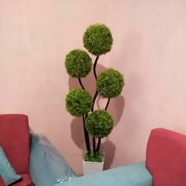 Bonsai Sudut / Bunga Sudut