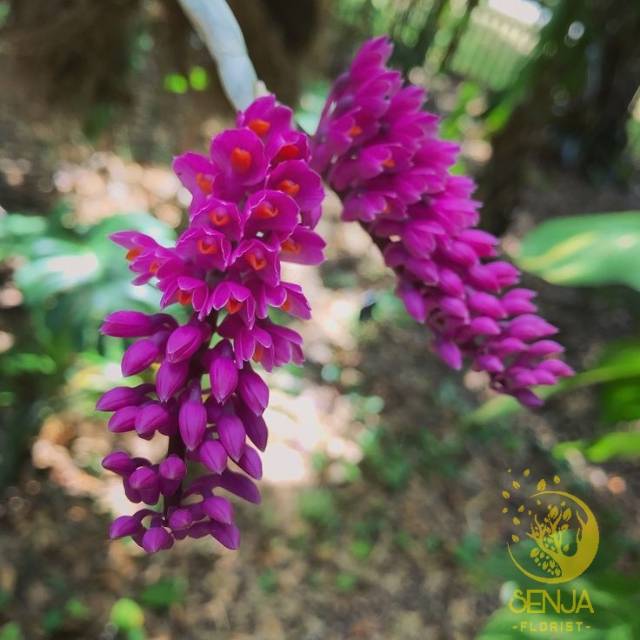 Anggrek Dendrobium Scundum - Anggrek Sikat Gigi