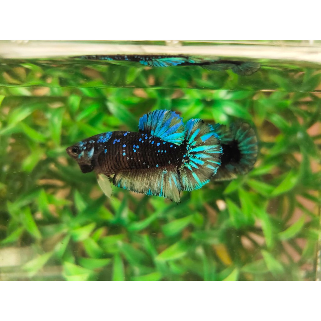 Ikan Cupang Avatar Gordon Female Betina Kualitas Terbaik Hiasan Aquarium Pakan Ikan Guppy Shopee Indonesia