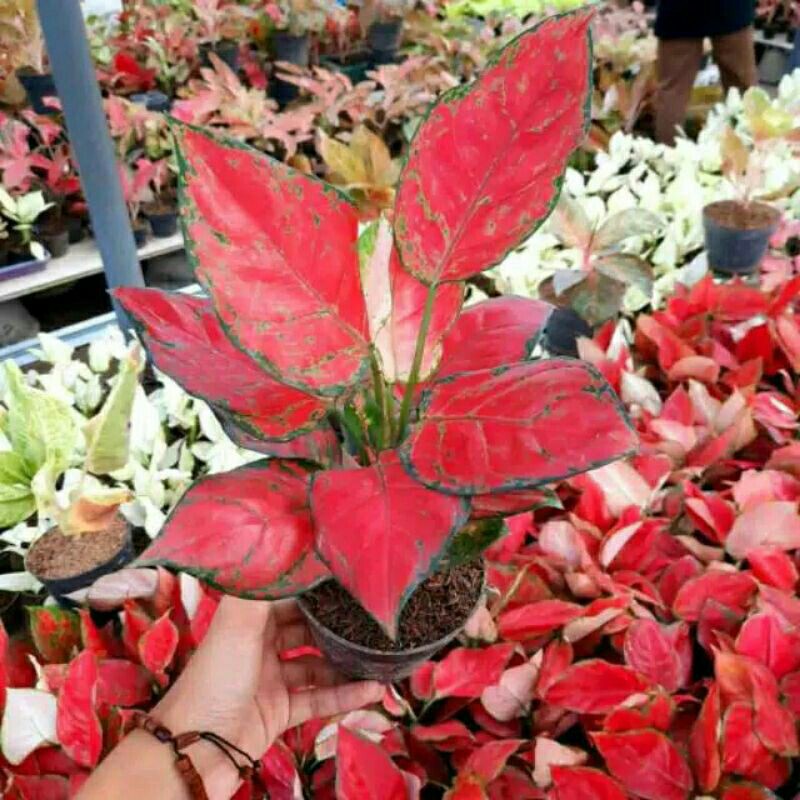 PROMO // Aglonema red anjamani dewasa-Tanaman hias-Red anjamani-PROMO // Aglonema Red Anjamani murah