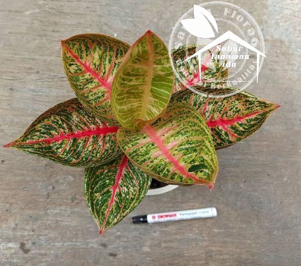 Bibit Bonggol Aglonema Legacy Mangkok