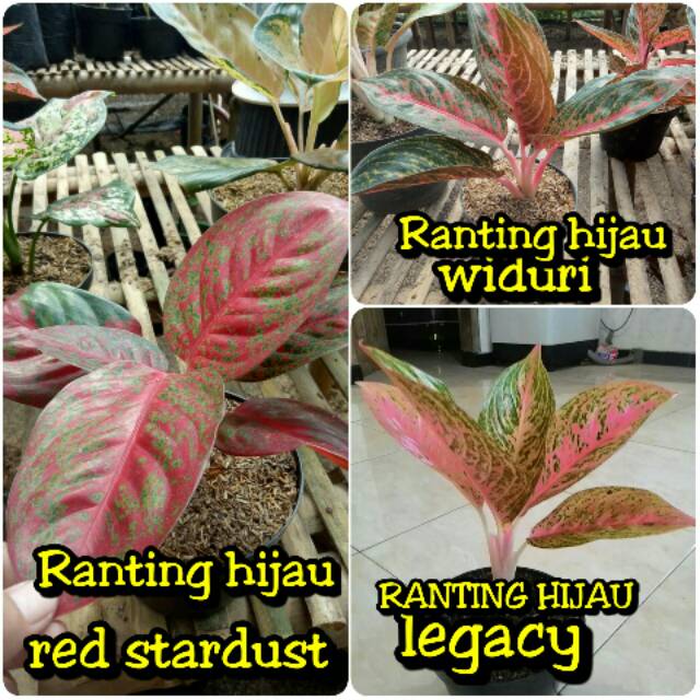 Paket 3 jenis bunga aglonema legacy-legaci merah, Widuri,red stardast Stardust